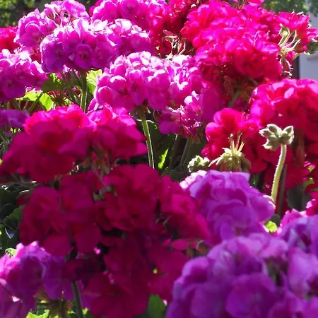 Gastehaus Rastkogel Bed and breakfast